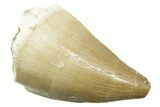 Fossil Mosasaur (Thalassotitan) Tooth - Morocco #364047-1